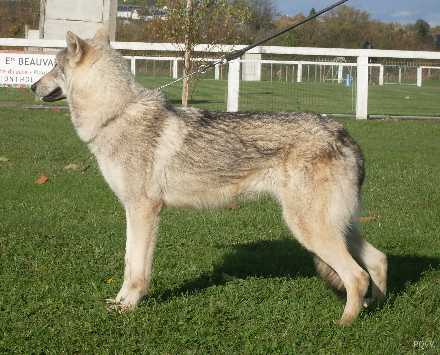  Galadriel Korriganez ar Borin Braz